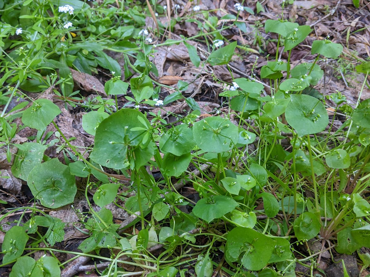 HUSD Districting Outreach Concerns