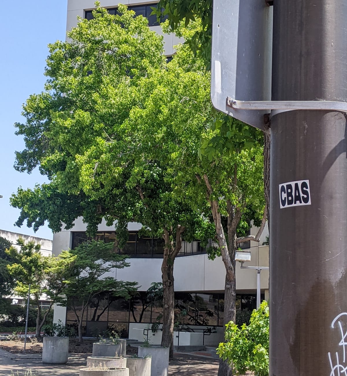 Protecting Backyard Trees Still Rankles Some