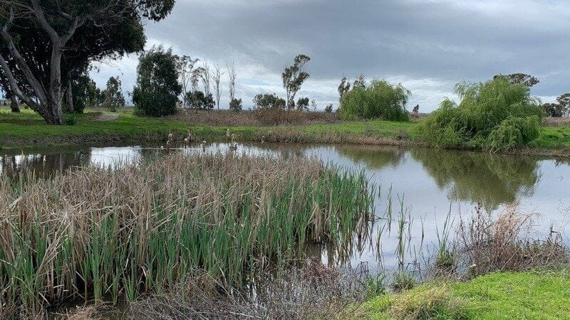 Displaced Residents And Skywest Trees