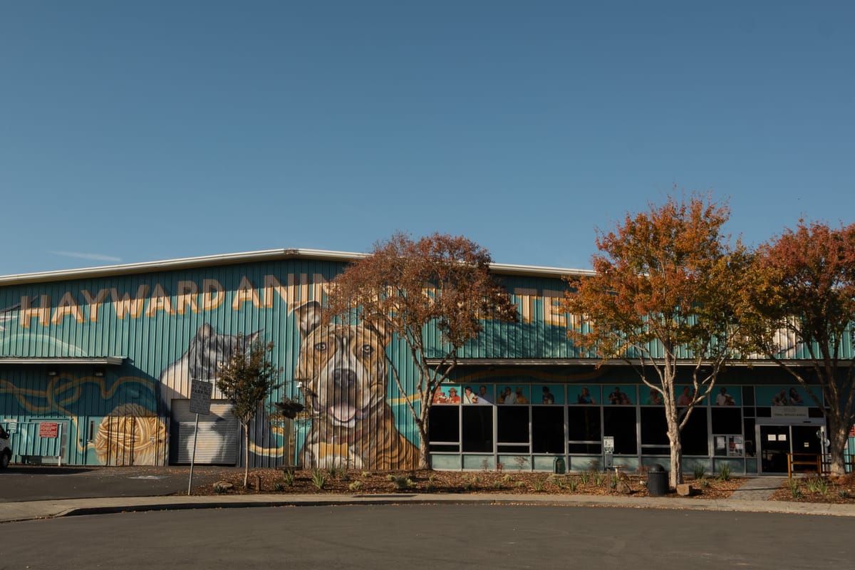 Community Rallies For Animal Shelter