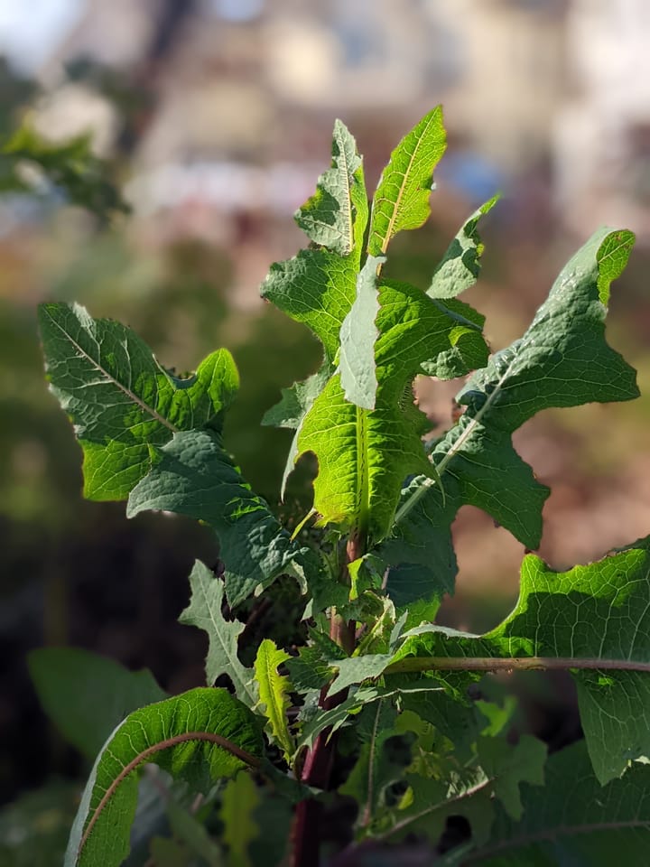 Council Gets Environmental