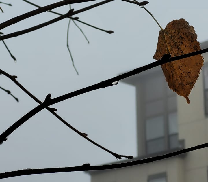 Hayward Plans for Climate Breakdown