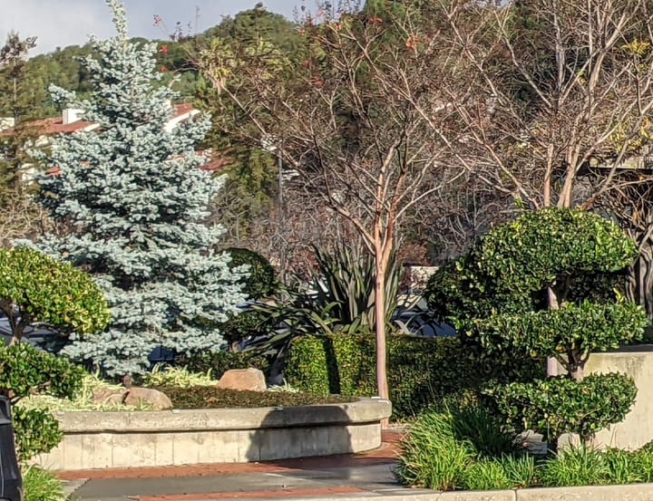 Photograph of trees and planters in a parking lot.