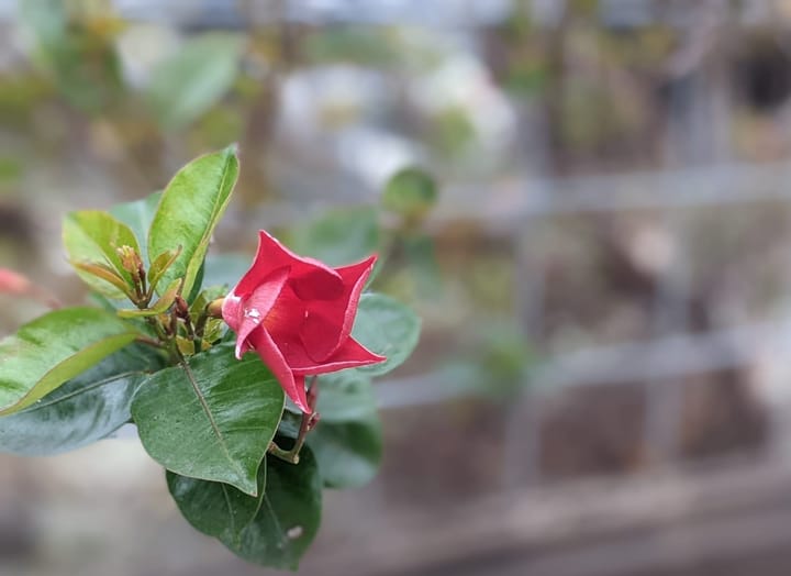 Photograph of a small flower in bloom