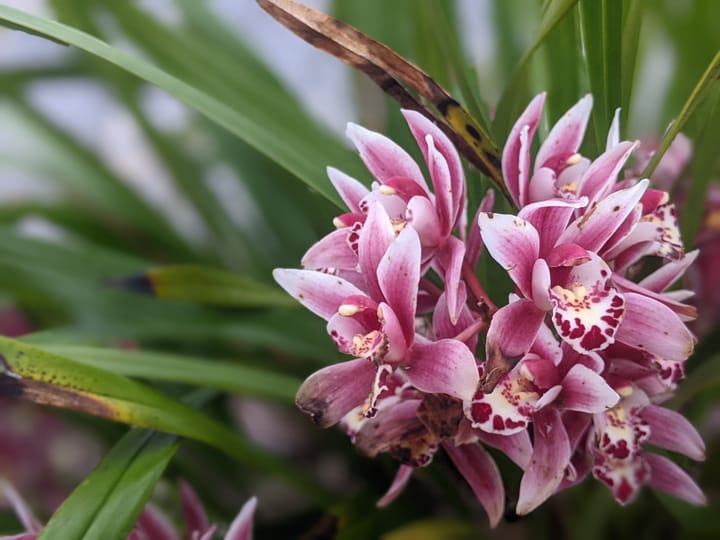 Photograph of a purple flower.