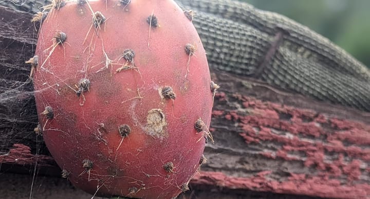 Photograph of a nopal fruit covered in cobwebs.