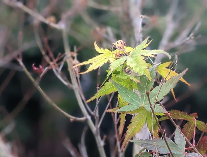 Close-up photograph of momiji maple tree leaves.