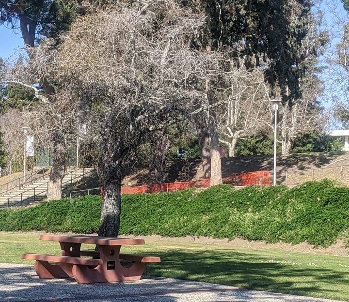 Photograph of a tree and bench at Cal State East Bay.